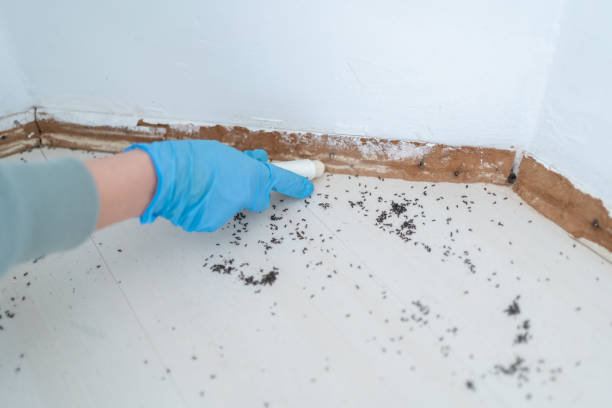 Best Ant Control Services  in Bayview, CA